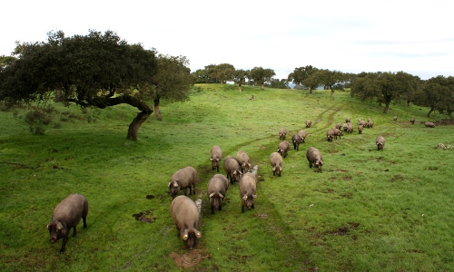 Viehtrieb von Ibérico-Schweinen von einem Gebiet ins andere in einem Weidegebiet im Grenzland von Spanien und Portugal.