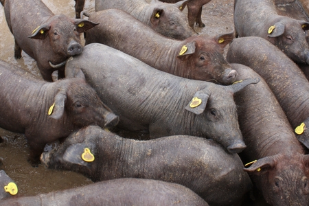 Iberian pigs on a farm
