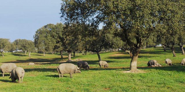 Hogs pasturing in a dehesa