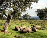 Pigs grazing at a dehesa in Extremadura