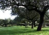 Woodlands in Los Pedroches Valley