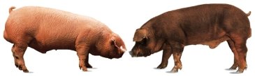 White hogs (Landrace & Duroc)