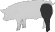 Hog cuts: ham
