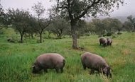 Pigs pasturing in a Jabugo dehesa
