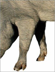 Foreleg of an Iberian pig